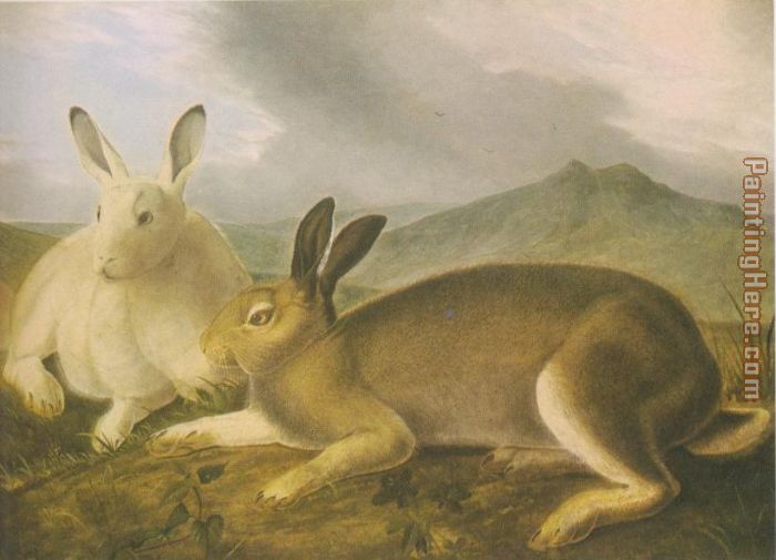 Arctic Hare painting - John James Audubon Arctic Hare art painting
